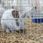 Wystawa gołębi i królików / Marzena Mąkosa / Radio Kielce