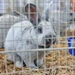 Wystawa gołębi i królików / Marzena Mąkosa / Radio Kielce