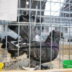 Wystawa gołębi i królików / Marzena Mąkosa / Radio Kielce