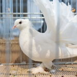 Wystawa gołębi i królików / Marzena Mąkosa / Radio Kielce