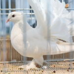 Wystawa gołębi i królików / Marzena Mąkosa / Radio Kielce