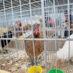 Wystawa gołębi i królików / Marzena Mąkosa / Radio Kielce