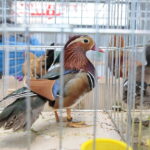 Wystawa gołębi i królików / Marzena Mąkosa / Radio Kielce