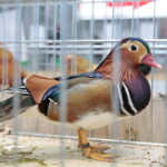 Wystawa gołębi i królików / Marzena Mąkosa / Radio Kielce