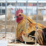 Wystawa gołębi i królików / Marzena Mąkosa / Radio Kielce