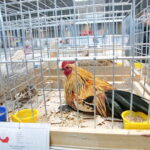 Wystawa gołębi i królików / Marzena Mąkosa / Radio Kielce