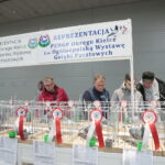 Wystawa gołębi i królików / Marzena Mąkosa / Radio Kielce