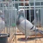 Wystawa gołębi i królików / Marzena Mąkosa / Radio Kielce