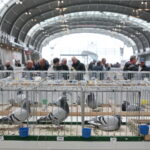 Wystawa gołębi i królików / Marzena Mąkosa / Radio Kielce