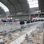 Wystawa gołębi i królików / Marzena Mąkosa / Radio Kielce