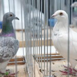 Wystawa gołębi i królików / Marzena Mąkosa / Radio Kielce