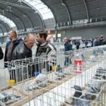 Wystawa gołębi i królików / Marzena Mąkosa / Radio Kielce