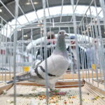 Wystawa gołębi i królików / Marzena Mąkosa / Radio Kielce