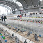 Wystawa gołębi i królików / Marzena Mąkosa / Radio Kielce