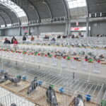 Wystawa gołębi i królików / Marzena Mąkosa / Radio Kielce