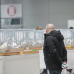 Wystawa gołębi i królików / Marzena Mąkosa / Radio Kielce