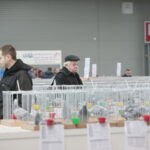 Wystawa gołębi i królików / Marzena Mąkosa / Radio Kielce