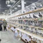 Wystawa gołębi i królików / Marzena Mąkosa / Radio Kielce