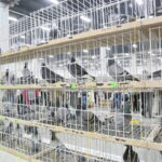 Wystawa gołębi i królików / Marzena Mąkosa / Radio Kielce