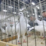 Wystawa gołębi i królików / Marzena Mąkosa / Radio Kielce