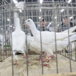 Wystawa gołębi i królików / Marzena Mąkosa / Radio Kielce