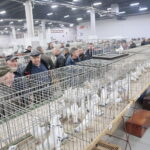 Wystawa gołębi i królików / Marzena Mąkosa / Radio Kielce