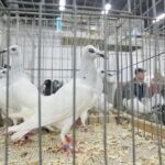 Wystawa gołębi i królików / Marzena Mąkosa / Radio Kielce