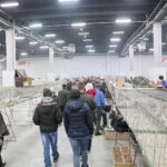 Wystawa gołębi i królików / Marzena Mąkosa / Radio Kielce