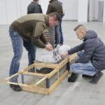 Wystawa gołębi i królików / Marzena Mąkosa / Radio Kielce