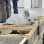 Wystawa gołębi i królików / Marzena Mąkosa / Radio Kielce