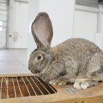 Wystawa gołębi i królików / Marzena Mąkosa / Radio Kielce