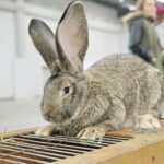 Wystawa gołębi i królików / Marzena Mąkosa / Radio Kielce