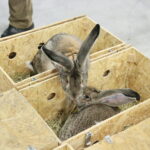 Wystawa gołębi i królików / Marzena Mąkosa / Radio Kielce