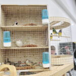 Wystawa gołębi i królików / Marzena Mąkosa / Radio Kielce