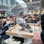 Licytacja gołębi / Marzena Mąkosa / Radio Kielce