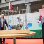 Licytacja gołębi / Marzena Mąkosa / Radio Kielce