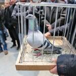 Licytacja gołębi / Marzena Mąkosa / Radio Kielce