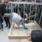 Licytacja gołębi / Marzena Mąkosa / Radio Kielce