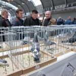 Licytacja gołębi / Marzena Mąkosa / Radio Kielce