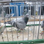 Licytacja gołębi / Marzena Mąkosa / Radio Kielce