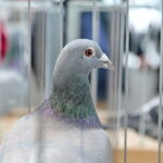 Licytacja gołębi / Marzena Mąkosa / Radio Kielce