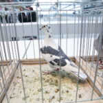 Licytacja gołębi / Marzena Mąkosa / Radio Kielce