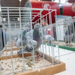 Licytacja gołębi / Marzena Mąkosa / Radio Kielce