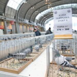 Licytacja gołębi / Marzena Mąkosa / Radio Kielce