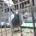 Licytacja gołębi / Marzena Mąkosa / Radio Kielce