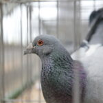 Licytacja gołębi / Marzena Mąkosa / Radio Kielce