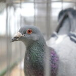 Licytacja gołębi / Marzena Mąkosa / Radio Kielce