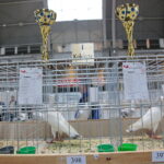 Licytacja gołębi / Marzena Mąkosa / Radio Kielce