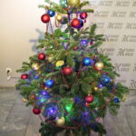 Akcja "Choinka pod choinkę 2018". Choinka Straży Pożarnej. Choinka podarowana przez Dziecięcy Zespół Pieśni i Tańca "Górne Nutki" z Górna / Marzena Mąkosa / Radio Kielce