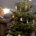 Akcja "Choinka pod choinkę". Drzewko przygotowane przez leśników / Marzena Mąkosa / Radio Kielce
